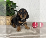 Small #3 Dachshund