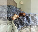 Dakota and Moose - Female Dachshund Dog for Adoption - Small photo