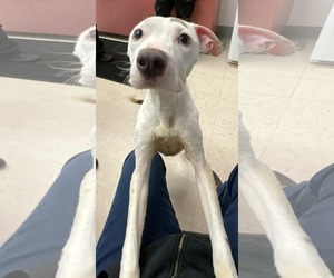 Mutt Dogs for adoption in Princeton, MN, USA