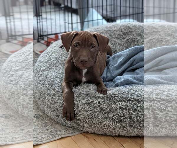 Medium Photo #3 American Staffordshire Terrier-Unknown Mix Puppy For Sale in Duluth, MN, USA