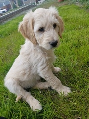 Goldendoodle Puppy for sale in WENATCHEE, WA, USA