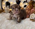 Image preview for Ad Listing. Nickname: Cocoa