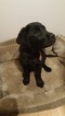 Small Photo #4 Labrador Retriever Puppy For Sale in PEKIN, IN, USA