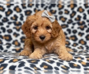 Cocker Spaniel-Poodle (Miniature) Mix Puppy for sale in LAKELAND, FL, USA