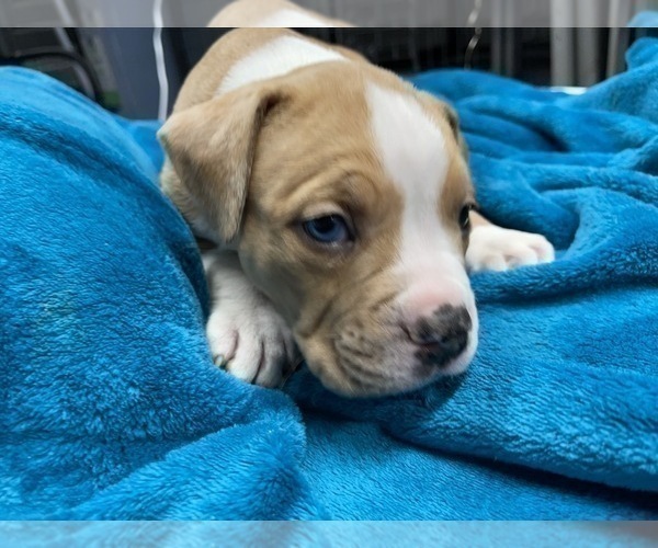 Medium Photo #105 American Bully Puppy For Sale in REESEVILLE, WI, USA