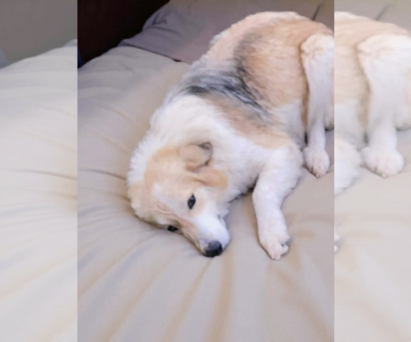 Medium Photo #5 Collie-Unknown Mix Puppy For Sale in Wakefield, RI, USA