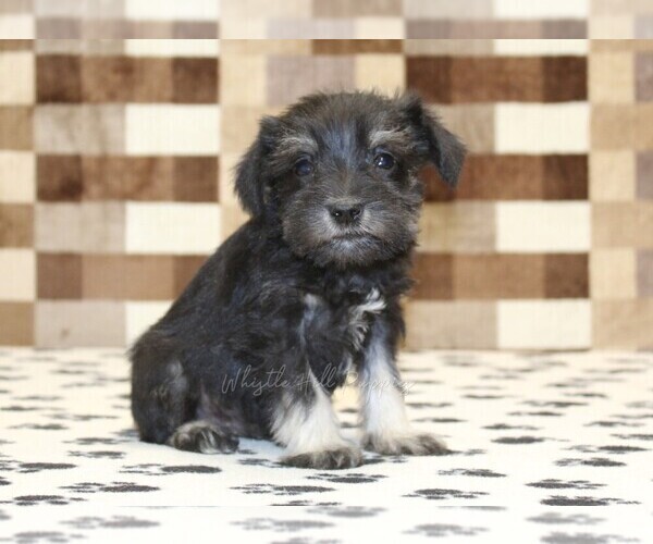 Medium Photo #1 Schnauzer (Miniature) Puppy For Sale in DENVER, PA, USA