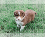 Puppy 3 Australian Shepherd