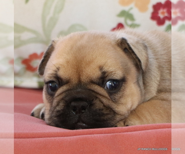 Medium Photo #9 French Bulldog Puppy For Sale in WINNSBORO, TX, USA