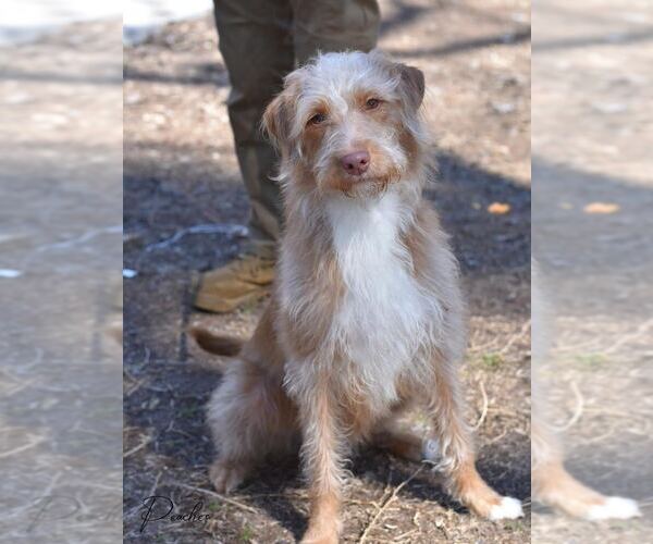 Medium Photo #3 Labrador Retriever Puppy For Sale in Brewster, NY, USA