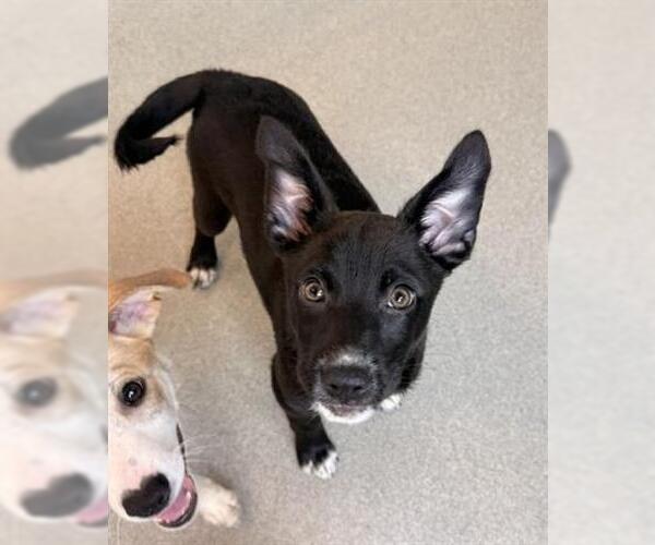 Medium Photo #1 Border Collie-Unknown Mix Puppy For Sale in San Martin, CA, USA