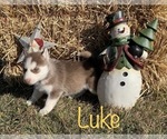 Small Photo #27 Siberian Husky Puppy For Sale in DEARBORN, MO, USA