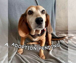 Beagle Dogs for adoption in Dunnellon, FL, USA
