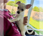 Small #2 Chihuahua Mix