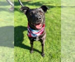 Small #6 Labrador Retriever Mix