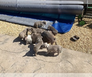Olde English Bulldogge Puppy for sale in MILFORD, PA, USA