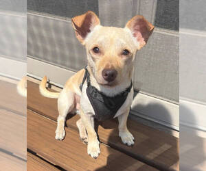 Chihuahua Dogs for adoption in St. Louis Park, MN, USA