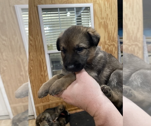 Medium Photo #41 German Shepherd Dog Puppy For Sale in MADISON HEIGHTS, VA, USA