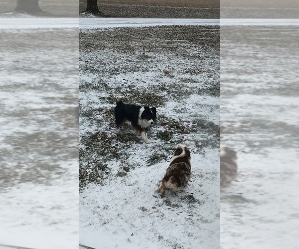 Medium Photo #1 Miniature Australian Shepherd Puppy For Sale in FULTON, MO, USA