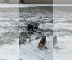 Small Photo #1 Miniature Australian Shepherd Puppy For Sale in FULTON, MO, USA