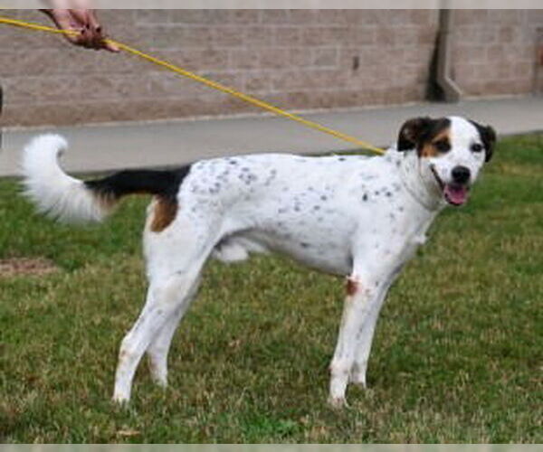 Medium Photo #6 Mutt Puppy For Sale in Glen Allen, VA, USA