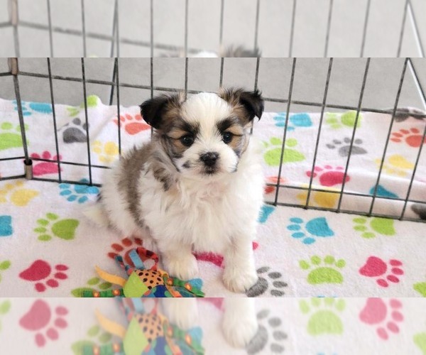 Medium Photo #5 Papitese Puppy For Sale in ORO VALLEY, AZ, USA