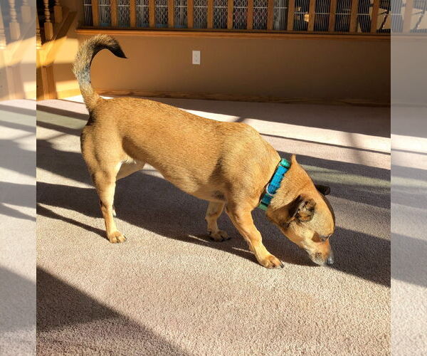 Medium Photo #6 Chiweenie Puppy For Sale in Brooklyn Center, MN, USA
