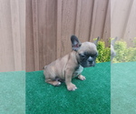 Small Photo #5 French Bulldog Puppy For Sale in ADAMS CITY, CO, USA