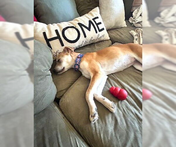 Medium Photo #8 Mutt Puppy For Sale in MECHANICSBURG, PA, USA