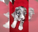 Small Photo #3 Aussiedoodle Puppy For Sale in CHILLICOTHE, OH, USA