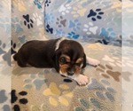 Puppy 5 Beagle