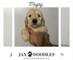 Small Photo #13 Goldendoodle Puppy For Sale in SAINT LOUIS, MO, USA