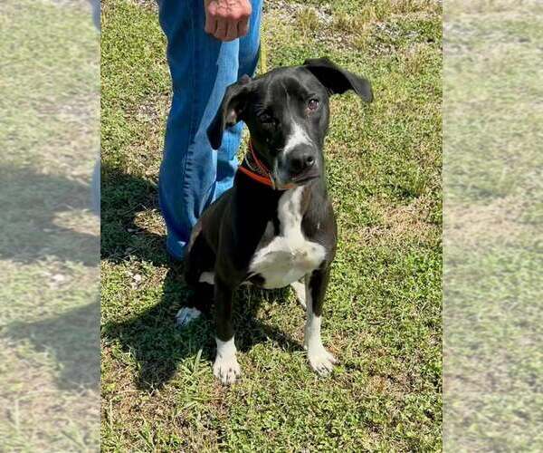 Medium Photo #3 Mutt Puppy For Sale in Abbeville, LA, USA