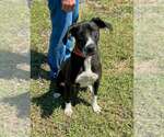 Small #2 Mutt