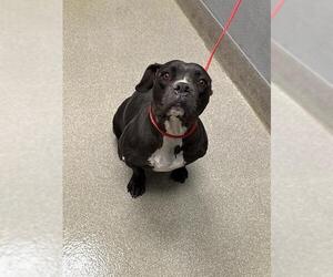Medium American Pit Bull Terrier-Bulldog Mix