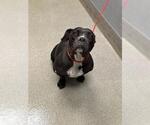 Small American Pit Bull Terrier-Bulldog Mix