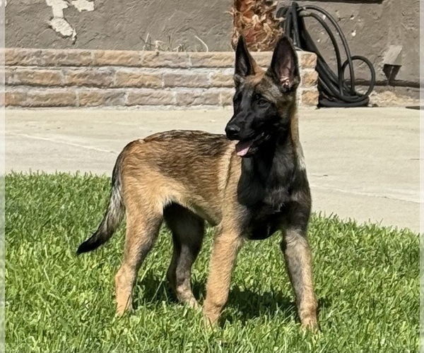 Medium Photo #2 Belgian Malinois Puppy For Sale in SHERMAN OAKS, CA, USA