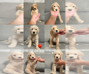 Goldendoodle Puppy for sale in VICTORVILLE, CA, USA