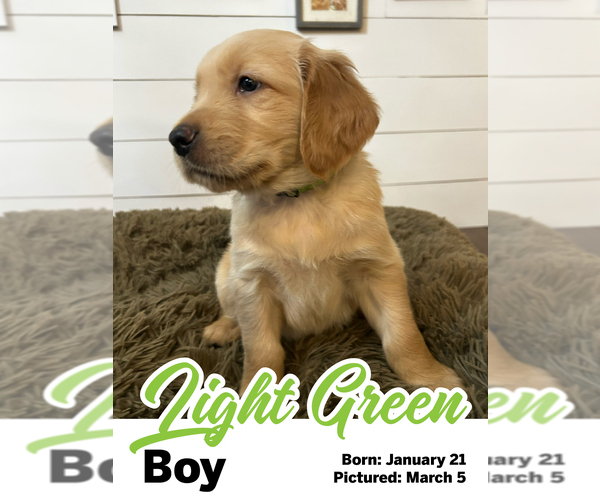 Medium Photo #6 Golden Retriever Puppy For Sale in SANTAQUIN, UT, USA