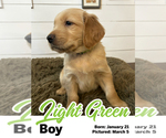 Puppy Light Green Boy Golden Retriever