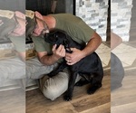 Small Photo #58 Rotticorso Puppy For Sale in REEVESVILLE, SC, USA