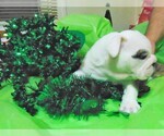 Small Photo #10 English Bulldog Puppy For Sale in HAMILTON, OH, USA