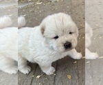 Baby boy - Male Chow Chow Puppy for Sale - Photo #8