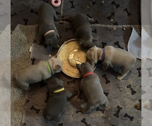 French Bulldog Litter for sale in ASHLEY, IL, USA