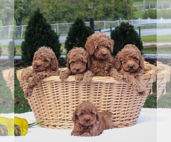 Medium Photo #2 Poodle (Miniature) Puppy For Sale in GAP, PA, USA