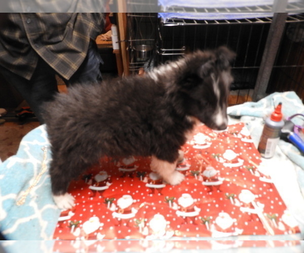 Medium Photo #3 Shetland Sheepdog Puppy For Sale in BAINBRIDGE, NY, USA