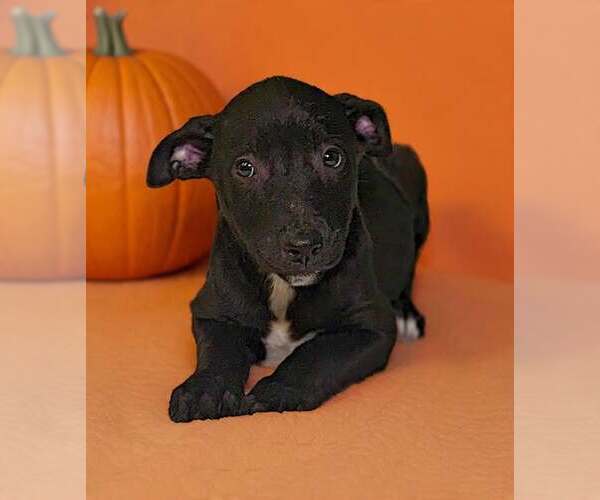 Medium Photo #2 American Pit Bull Terrier-Unknown Mix Puppy For Sale in Talladega, AL, USA