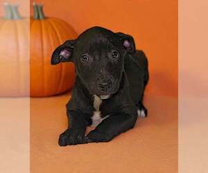 Crissy 26/791 - Female American Pit Bull Terrier-Unknown Mix Dog for Adoption - Photo #2