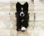 Puppy 3 Pomsky