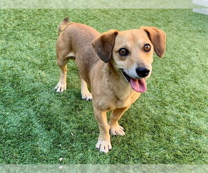 Dachshund-Unknown Mix Dogs for adoption in Moreno Valley, CA, USA